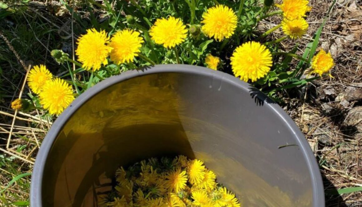 Pangitäis võililli