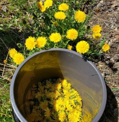 Pangitäis võililli